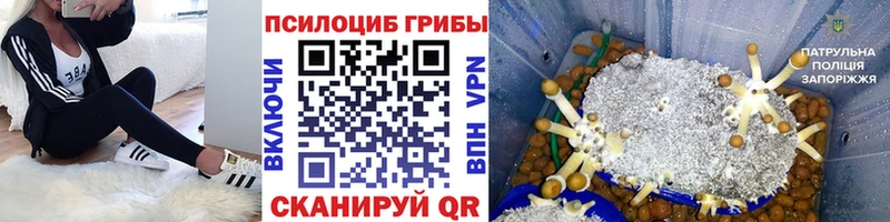 Псилоцибиновые грибы Psilocybine cubensis  Купить где  Боровск 